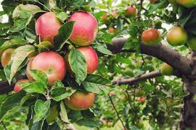 Malus domestica 'Honeycrisp' - Honeycrisp Dwarf Apple