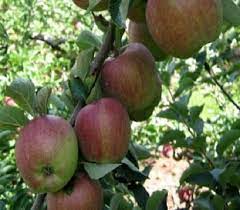 Malus domestica 'Cortland' - Cortland Apple