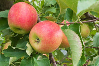 Malus domestica 'Jonagold' - Semi-Dwarf Jonagold Apple