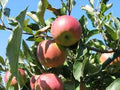Malus domestica 'Melrose' - Melrose Apple