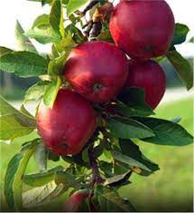 Malus domestica 'Red Jonathan' - Red Jonathan Apple