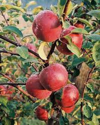 Malus domestica 'Red Mcintosh' - Red Mcintosh Apple