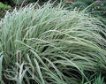 Miscanthus sinensis 'Dixieland' - Dixieland Maiden Grass