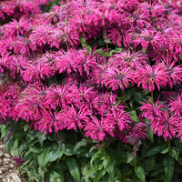 Monarda hybrid 'Leading Lady Razzberry' - Leading Lady Razzberry Bee Balm