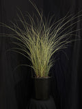 Miscanthus sinensis 'Morning Light' - Morning Light Maiden Grass