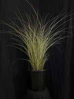 Miscanthus sinensis 'Morning Light' - Morning Light Maiden Grass