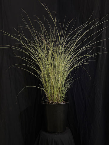 Miscanthus sinensis 'Morning Light' - Morning Light Maiden Grass