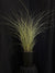 Miscanthus sinensis 'Morning Light' - Morning Light Maiden Grass