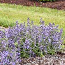 Nepeta hybrid 'Catwalk Queen' - Catwalk Queen Catmint