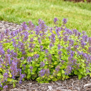 Nepeta hybrid 'Lemon Purrfection' - Lemon Purrfection Catmint