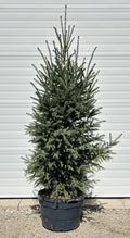 Picea glauca 'North Pole' - North Pole White Spruce