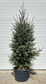 Picea glauca 'North Pole' - North Pole White Spruce