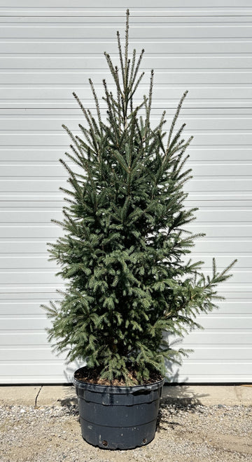 Picea glauca 'North Pole' - North Pole White Spruce