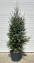 Picea glauca 'North Pole' - North Pole White Spruce