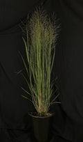 Panicum virgatum 'Northwind' - Northwind Switch Grass