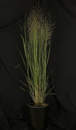 Panicum virgatum 'Northwind' - Northwind Switch Grass