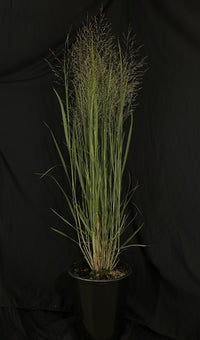 Panicum virgatum 'Northwind' - Northwind Switch Grass