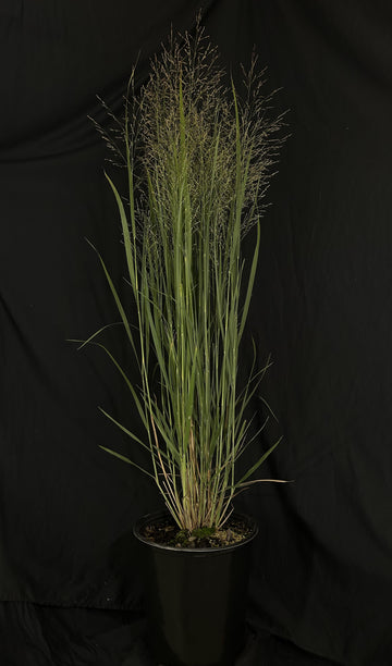 Panicum virgatum 'Northwind' - Northwind Switch Grass