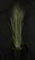 Panicum virgatum 'Northwind' - Northwind Switch Grass