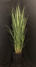 Panicum virgatum 'Northwind' - Northwind Switch Grass