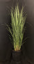 Panicum virgatum 'Northwind' - Northwind Switch Grass