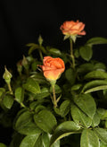 Rosa ‘Radslam’ Standard - Orange Glow™ Knock Out® Rose Standard