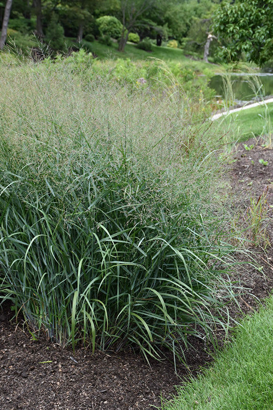 Panicum virgatum 'Prairie Dog' - Prairie Dog Switch Grass | hillennursery