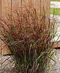 Panicum virgatum 'Prairie Fire' - Prairie Fire Red Switch Grass