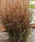 Panicum virgatum 'Prairie Fire' - Prairie Fire Red Switch Grass
