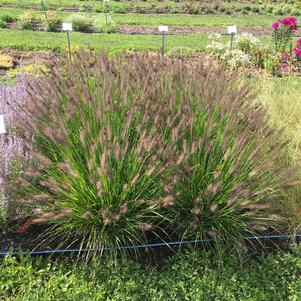 Pennisetum alopecuroides 'Love and Rockets' - Love and Rockets Fountain Grass