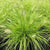 Pennisetum alopecuroides 'Lumen Gold' - Lumen Gold Fountain Grass