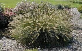 Pennisetum alopecuroides 'Pure Energy' - Pure Energy Fountain Grass