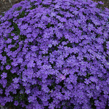 Phlox hybrid 'Crater Lake' - Crater Lake Spring Phlox