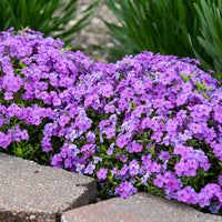 Phlox hybrid 'Purple Sprite' - Purple Sprite Hybrid Spring Phlox