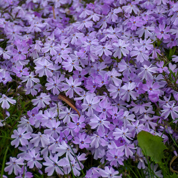 Phlox subulata 'Blue Emerald' - Blue Emerald Hybrid Phlox