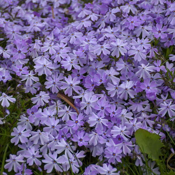 Phlox subulata 'Blue Emerald' - Blue Emerald Hybrid Phlox