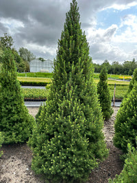 Picea 'Kotumachagi' - Spruce It Up™ Spruce