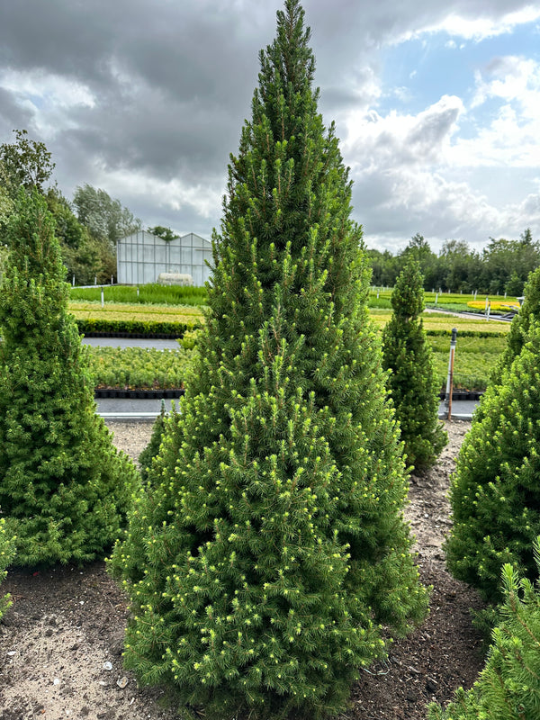 Picea 'Kotumachagi' - Spruce It Up™ Spruce