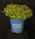 Spiraea japonica 'Golden Select' - Pineapple Poprocks® Japanese Spirea