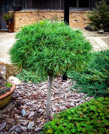 Pinus strobus 'Green Twist' Standard - Green Twist White Pine Standard