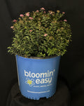 Spiraea japonica 'Odessa' - Poprocks® Petite Japanese Spirea