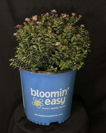 Spiraea japonica 'Odessa' - Poprocks® Petite Japanese Spirea