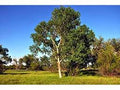 Populus deltoides - Eastern Cottonwood