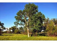 Populus deltoides - Eastern Cottonwood