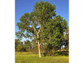 Populus deltoides - Eastern Cottonwood