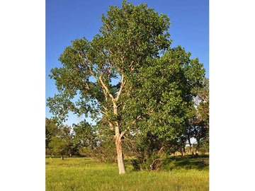 Populus deltoides - Eastern Cottonwood