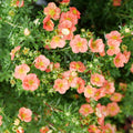 Potentilla fruticosa 'Minporoug01' - Happy Face® Orange Potentilla