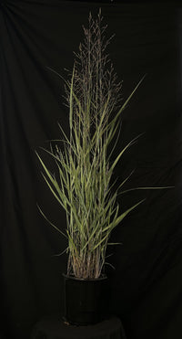 Panicum virgatum 'Prairie Dog' - Prairie Dog Switch Grass