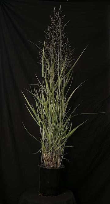 Panicum virgatum 'Prairie Dog' - Prairie Dog Switch Grass