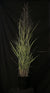 Panicum virgatum 'Prairie Dog' - Prairie Dog Switch Grass